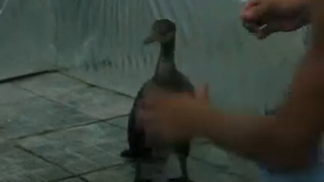 Я и баклан Жора. смотреть онлайн