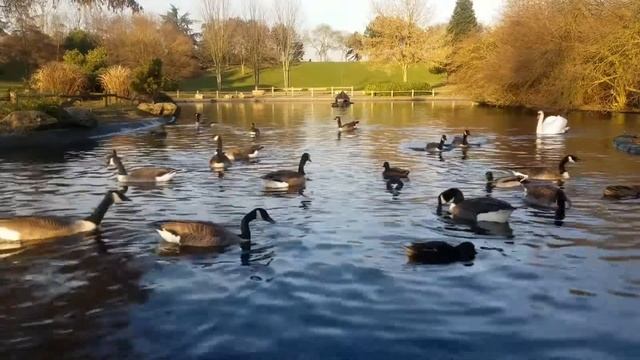 singing birds in blooming bird cherry | the best bird song ever | смотреть онлайн