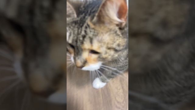 кошкиндомчасть3