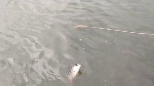 Зимний окунь на мандулу.