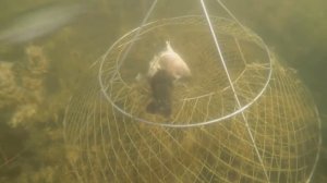 ловля раков под водой