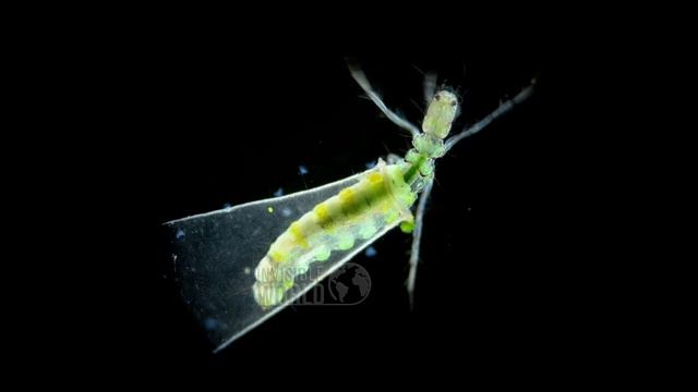 Личинка ручейника(лат. Trichoptera) из семейства Hydroptilidae под микроскопом смотреть онлайн