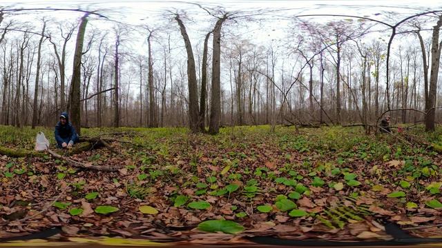 Грибалка - за зимними опятами с батей по секретным местам. Видео 360 градусов GoPro Fusion.