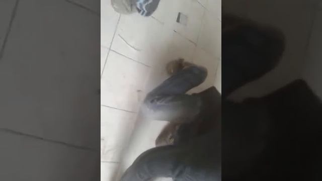 Можай Строй (коры) смотреть онлайн