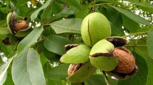 Урожай грецкого скороплодного ореха Идеал в Челябинске.