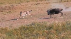 The Price To Pay! Jaguar Desperately Hunting Crocodiles In The Valley Of The Fierce Crocodiles