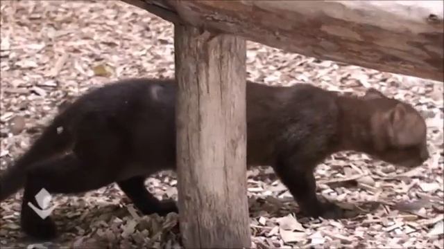 Zoochilpan Jaguarundi