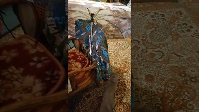 Ирисон под зонтом | Кот впервые увидел зонт