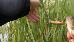 Окунь на воблер SSV Plotva Twin FL