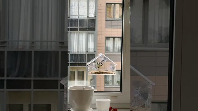 Прозрачная кормушка для птиц 😄