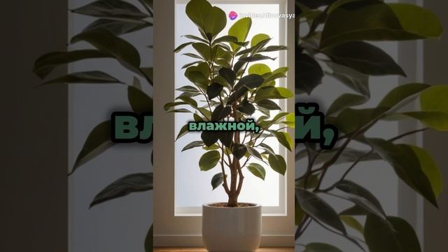 Фикус каучуконосный (Ficus elastica). Уход за растением, свет, полив, пересадка. #ФикусЭластичный