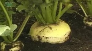 Разнообразие побегов. Надземные побеги