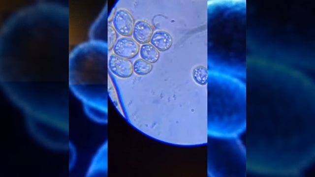 Инфузория 640x под микроскопом levenkuk m-101 labbZZ