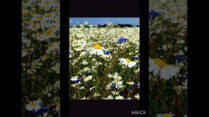 ромашка с васильком