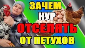 Зачем кур ОТСЕЛЯТЬ от петухов.