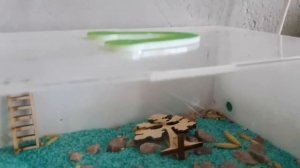 Обзор моих муравьёв. Жнецы. Нашёл матку на улице.