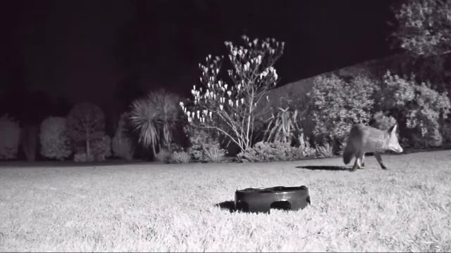 22-3-2019 Dog & Vixen Ultra Cautious at Feeder смотреть онлайн