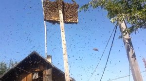 Тут  его остановил Апироем и привил.