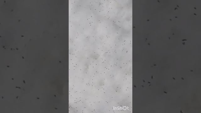 Полчища живых существ на снегу в феврале. смотреть онлайн