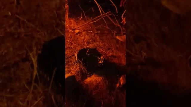 Кок-Ойрок жайлоосу 25.07.2021 смотреть онлайн