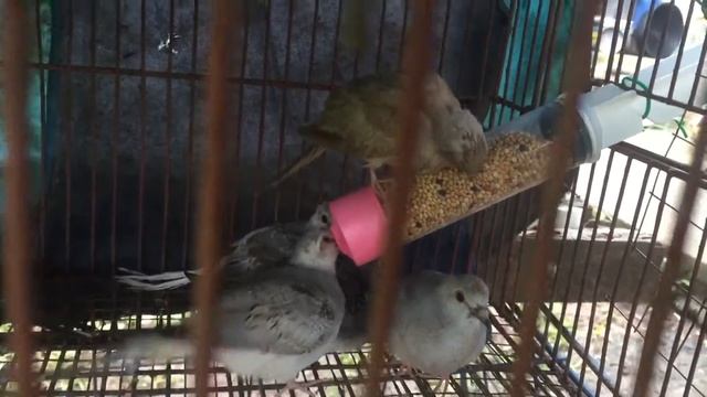 DIY feeder for handfeed diamond dove смотреть онлайн