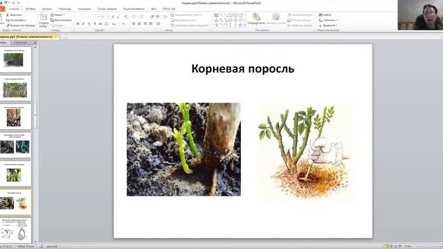 Лабораторная работа по ботанике для обучающихся 1 к напр подг 35 03 0 4 16 11 14 30 смотреть онлайн