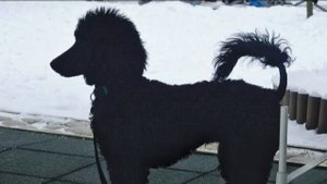 Догтренинг 495. 'Несообразительный' королевский пудель. Индивидуальная консультация.