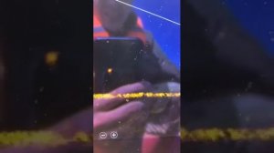 Active target сом квок первый опыт