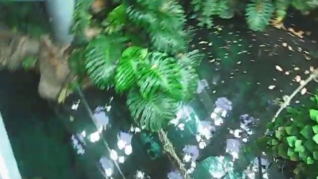 rainforest pavilion смотреть онлайн