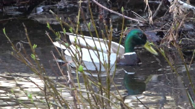 Mallards in Merced River смотреть онлайн