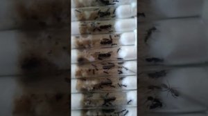 Camponotus Vagus. Кормление и  небольшой рассказ о ловле маток и развитии.