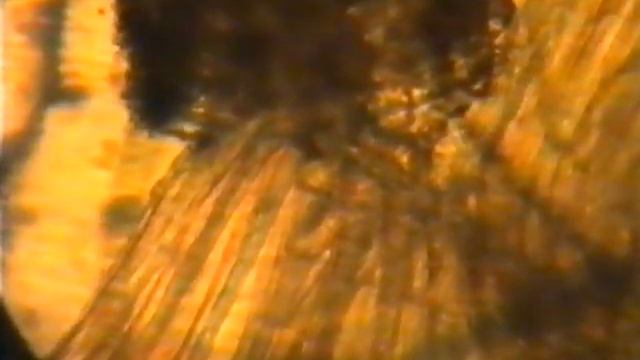 1999 год Видеозапись через микроскоп смотреть онлайн