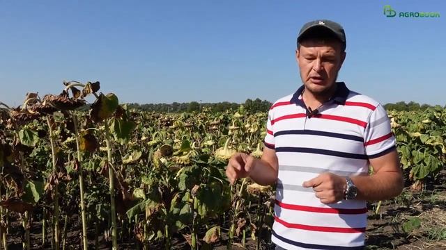 Куба рядом! Как происходит селекция подсолнечника в «ЗавАгро»