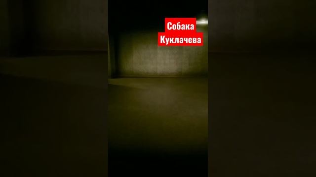 нападение собаки Куклачева #fans #stream #horrorgaming