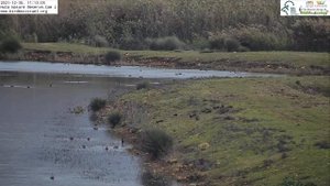 Орёл ловит добычу