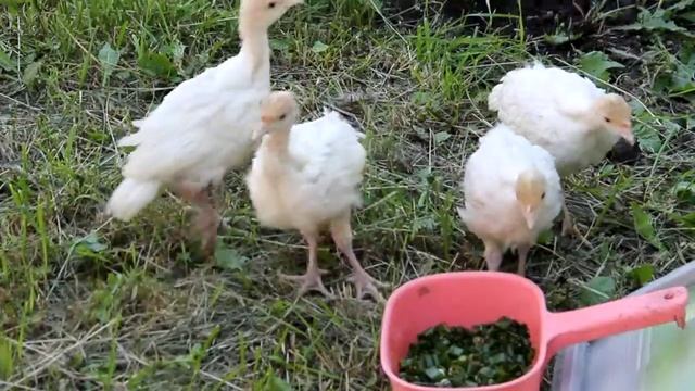 из Шатаграда. индюшата (д.р. 25.05) смотреть онлайн