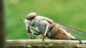 Big House fly - Huawei GR5 mini with 15 x Macro lens- Macro video