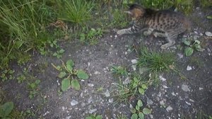 Котёнок поймал ящерицу
