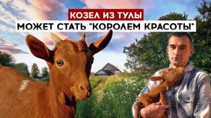 Козел из Тулы может стать "королем красоты"