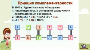 Биология 10 класс Репликация ДНК