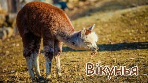 Тварини Південної Америки їх голоси та звуки.