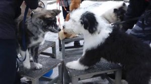 Догтренинг 488. Урок по дрессировке 'недрессируемых' собак