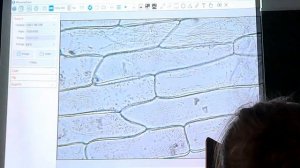 Лук под микроскопом? урок биологии♡ Настя Тастя