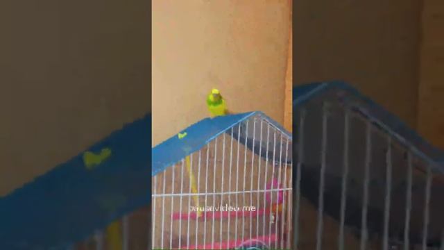 Vlog с попугаем,меняю кормушку смотреть онлайн