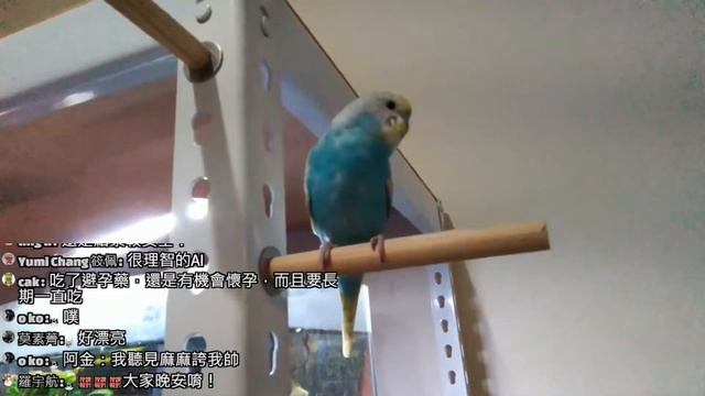 直播新的抓貓任務可能無法出動了 20230427 MiMi醬黑妞阿金歐戀阿虎