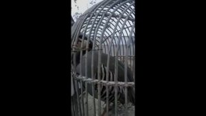 Салом малекум кавгои бехтарин кавг шинос боши да каментария фикри хута навис Ватсап имо 89255228817