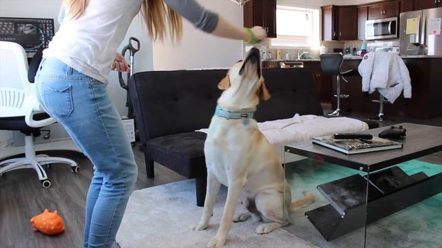 Teach Your Dog to Sit Pretty!  Clicker Training