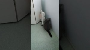 Кот ловит мух