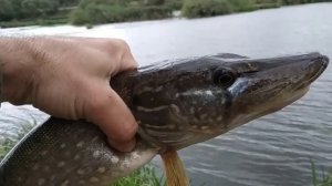 Судак и щука на дешевый воблер.