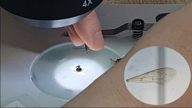 Anatomia albinei la microscop
